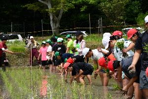 田植えをする子どもたちと相川七瀬赤米大使（写真提供＝対馬市教育委員会）