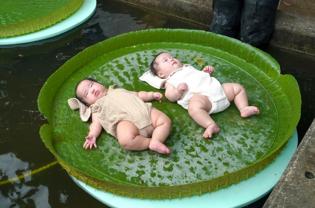 巨大なオオオニバスの葉のうえで揺られる双子の赤ちゃん。