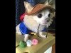 「お伊勢さん菓子博」残り3日 目標60万人目指しリアル「いせわんこ」が応援