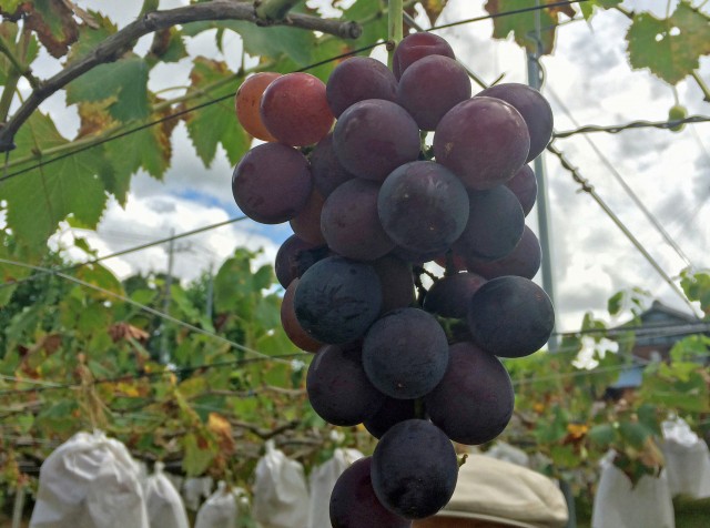 人気の巨峰もまもなく食べ頃をむかえる