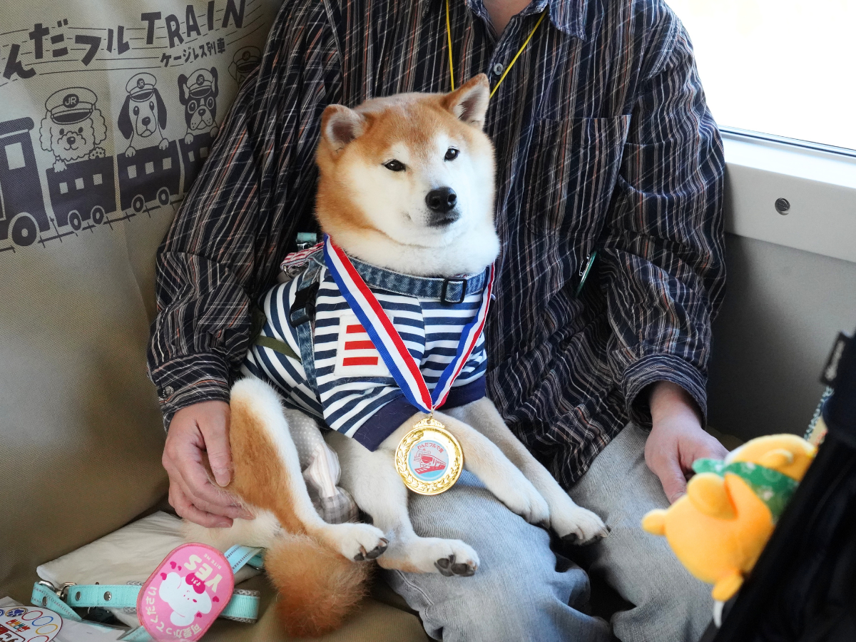 「わんだフルTRAIN」に乗る柴犬（提供写真）