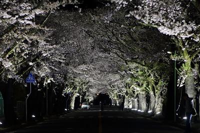 福島県富岡町夜の森桜のトンネル、ライトアップ（2018年4月5日　撮影：伊藤洋佑）