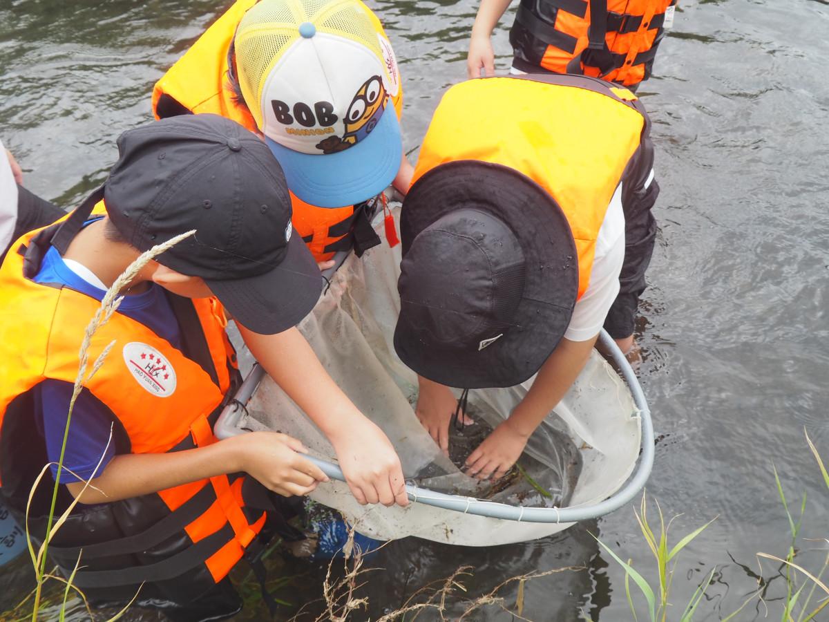 来光川に入り、網で生き物を探す児童ら