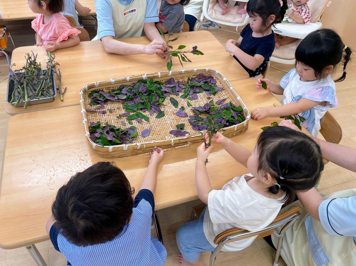 園児が集めた金時草の葉