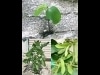 金沢の「幸運の大豆」話題に-コンクリートのすき間から芽を出し収穫へ