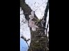 井の頭恩賜公園でソメイヨシノがもうすぐ開花 園内には22種類のサクラ