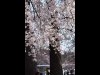 井の頭公園に満開のシダレザクラ 池の周りは五分咲き