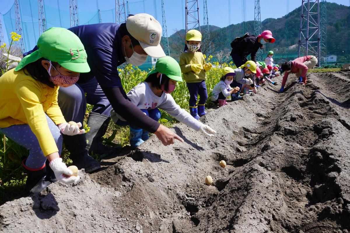 内川篤さんの指導でジャガイモを植える園児たち
