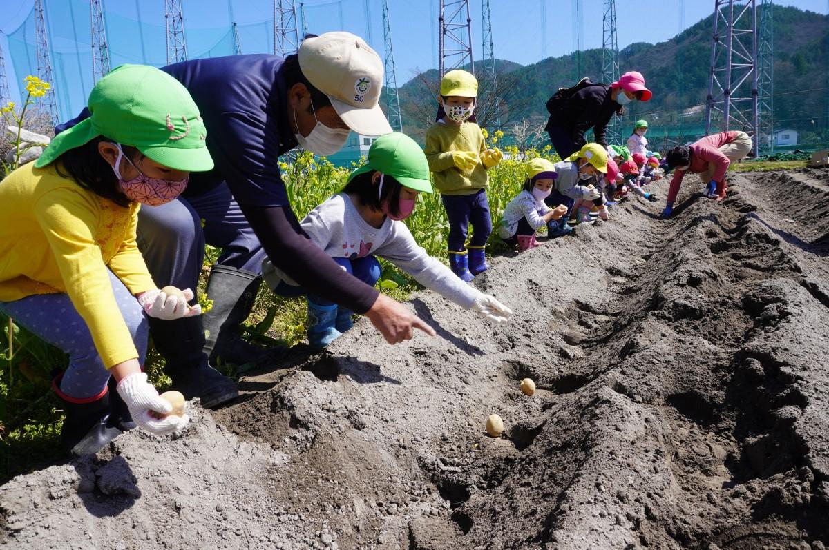 　内川篤さんの指導でジャガイモを植える園児たち