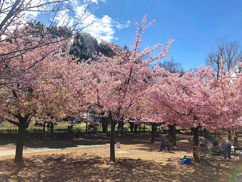 原っぱ広場に咲く満開の河津桜（3月21日現在）