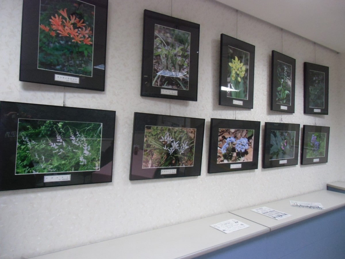 中里地域市民センターでのパネル展示では 清瀬で見られる野鳥や四季の野草を紹介 北多摩経済新聞
