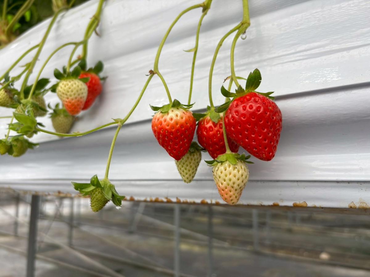 園内で赤く実ったイチゴ