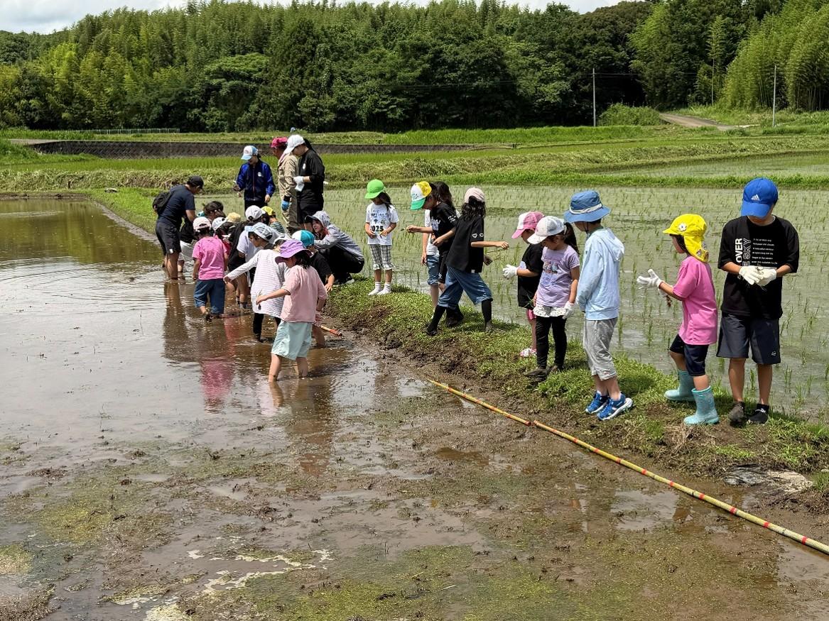 初めて田植えをする児童たち