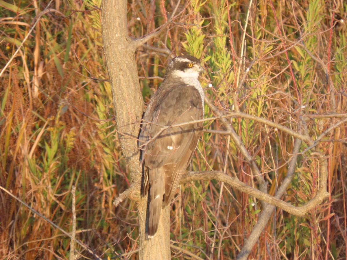 園内で観察できるオオタカ（写真提供＝新横浜公園）