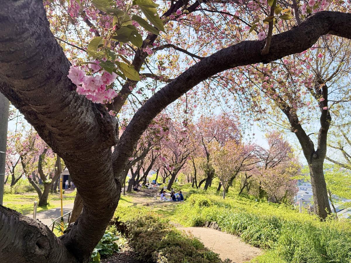 菊名桜山公園の八重桜