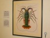いのちのたび博物館でエビ・カニの博物画展-元円谷プロの博物画家が描く