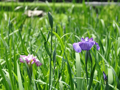 1株で最初の開花が終わっても2番花、3番花と何度も楽しめる