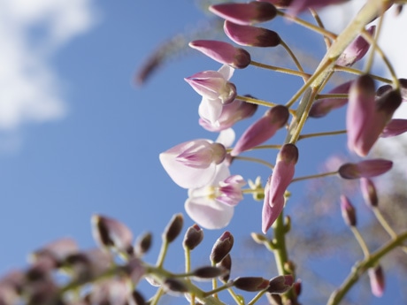 咲き始めたフジの花（2015年4月15日 撮影）