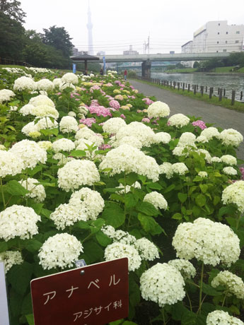 スカイツリーを背景に丸い花が咲く