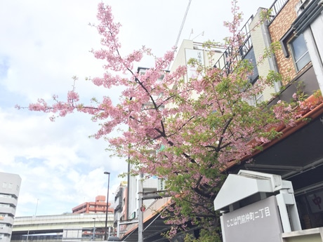門前仲町交差点の河津桜が最盛期 「東京マラソン」に花添える