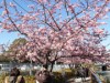 大横川の河津桜が見頃に 区民寄付の花も咲く