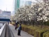 江東でハクモクレン335本に白い花 来週いっぱい見頃