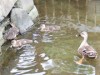 木場親水公園にカルガモ親子 かわいらしい姿で往来する人々に癒やし