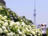 亀戸で「旧中川アジサイ祭り」 カヌーやクルーズが好評