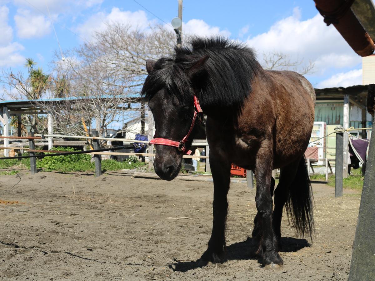出産予定の神楽
