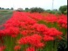 高崎線沿線最大級の彼岸花・曼珠沙華群生地が見頃に 例年より一足早く
