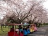 MSD妻沼敷地内で「さくらまつり」 桜並木の下をミニトレイン周回、AR体験も