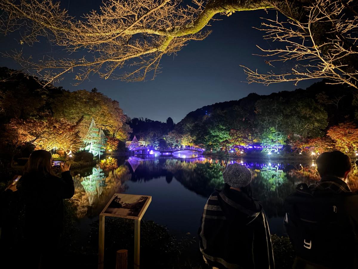 薬師池公園のライトアップ（2025年11月15日撮影）