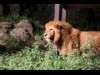 愛媛県立とべ動物園で「夜の動物園」 夜間イベントも