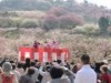 砥部で「七折梅まつり」 試食販売会、梅干しの種とばし大会も