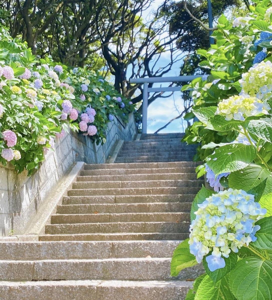 海へ続く参道の階段に咲くアジサイ（写真提供＝酒列磯前神社）