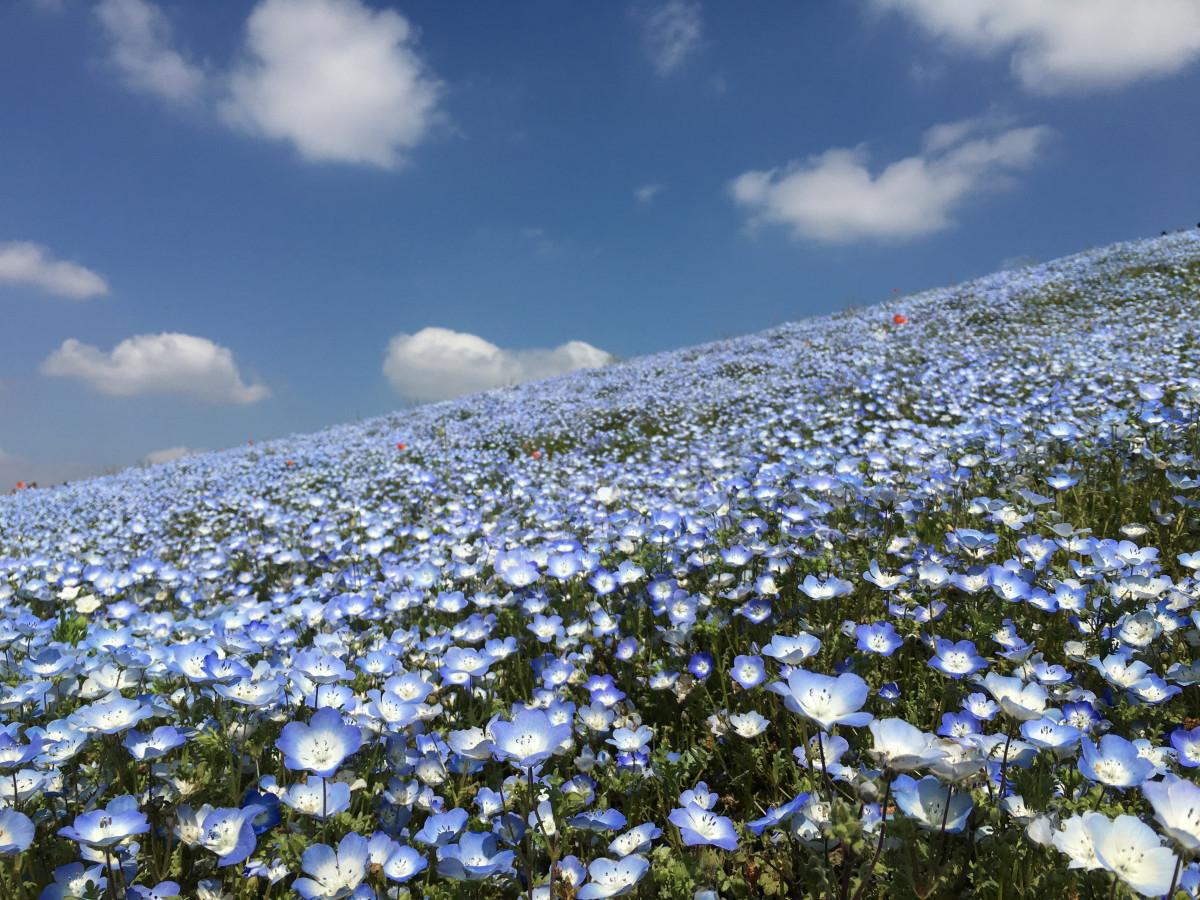 国営ひたち海浜公園