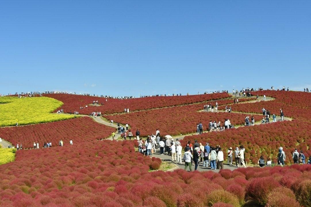 紅葉の見頃を迎えたみはらしの丘（写真提供＝国営ひたち海浜公園）