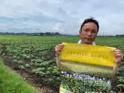 宮崎 高鍋の きゃべつ畑のひまわり祭り 今年でファイナル ひなた宮崎経済新聞