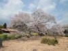 富士宮市で「狩宿さくらまつり」 「日本五大桜」の下馬桜が見頃に
