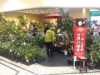 長崎・メルカつきまちで「世界のツバキ展」 主催者はツバキ一筋50年