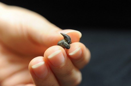 沖縄で発見された「メガマウスザメ」の歯の化石(写真提供=沖縄美ら島財団)
