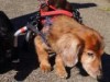 中野五差路交差点付近で「愛犬の老化防止と介護」セミナー おむつ作り講習も