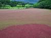 奈良の「荒池」、雨でも流れず赤み増す? ゴミ問題も露呈