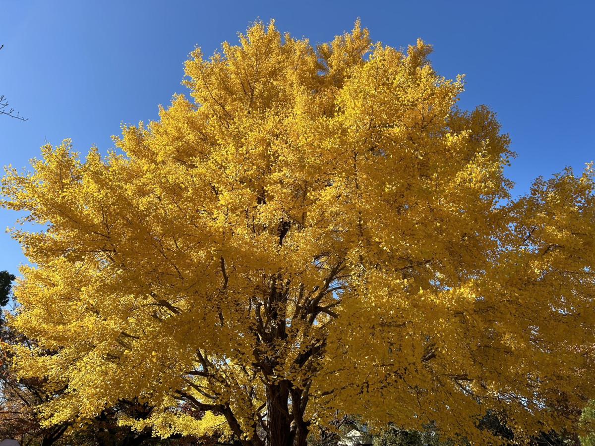谷津公園の大イチョウ