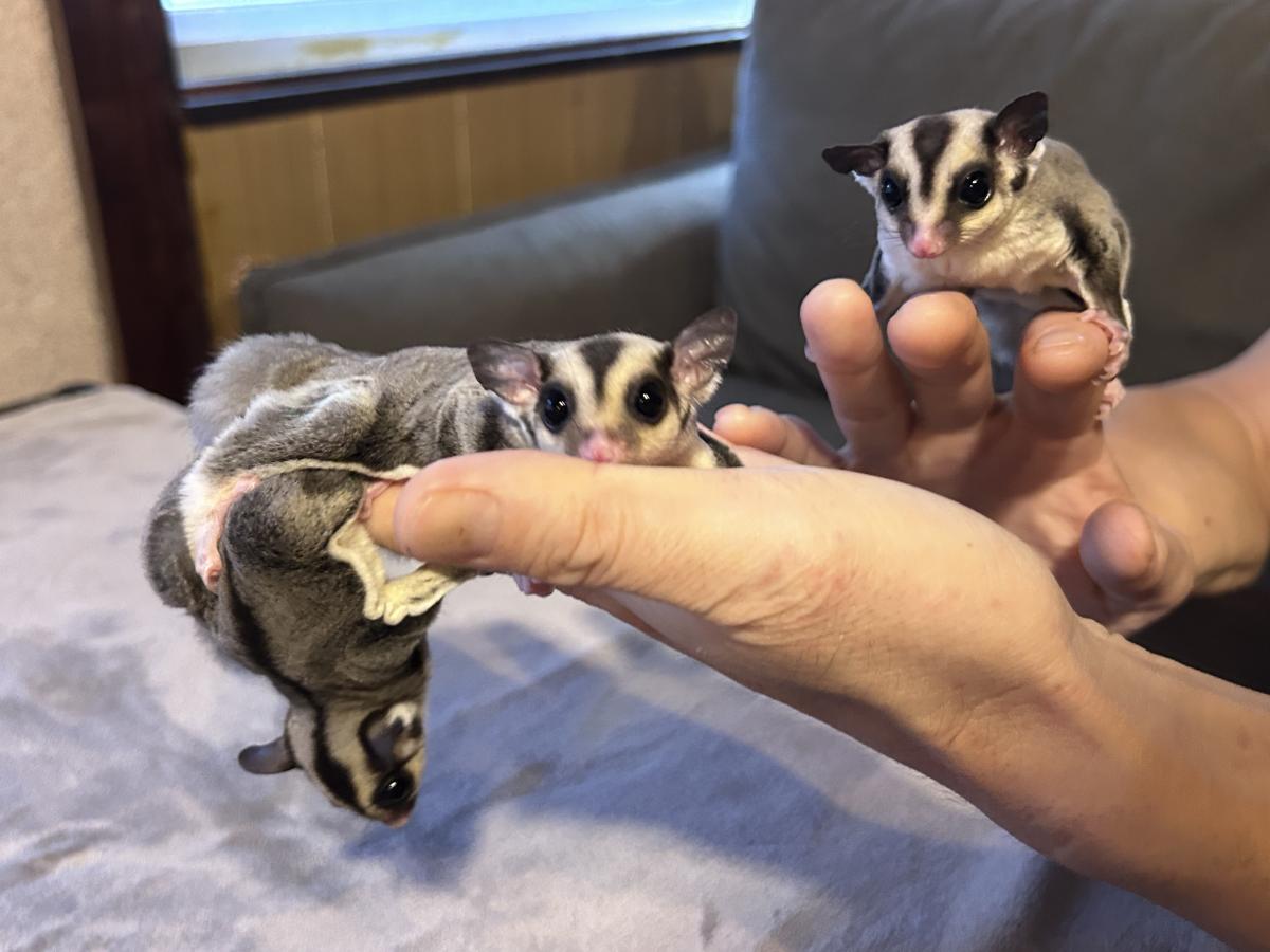 6月に生まれたフクロモモンガの赤ちゃん
