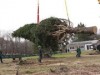ロックフェラーセンターに巨大クリスマスツリー到着12月2日点灯へ