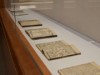 静嘉堂文庫美術館で「江戸の博物学」 鮮やかで個性豊かな図鑑など展示
