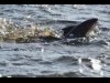 早春の多摩川で在来魚「マルタウグイ」の産卵環境づくり 「水辺ごはん会」も