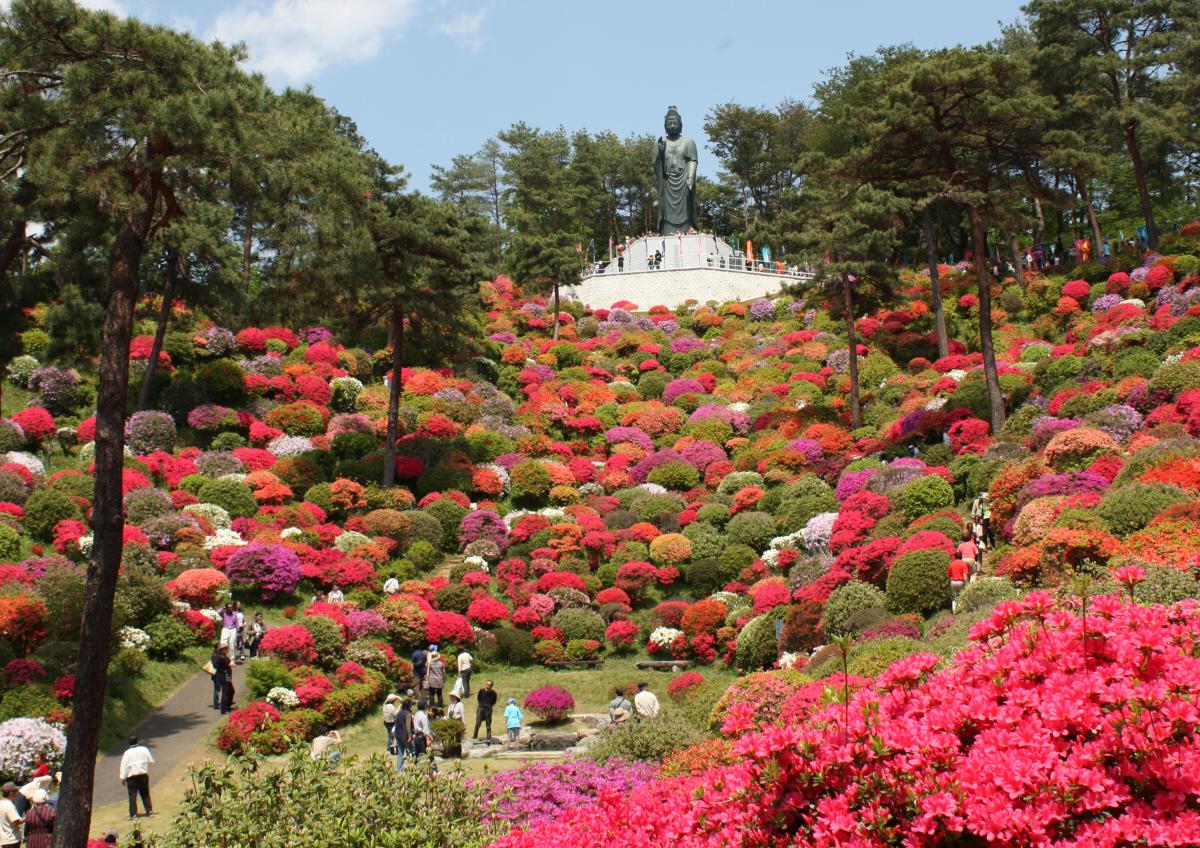 全山に咲き誇るツツジ