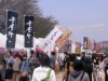 岡山に春到来-後楽園東側の旭川河川敷で「さくらカーニバル」